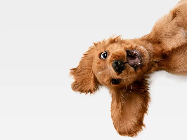 Co pies robi codziennie?