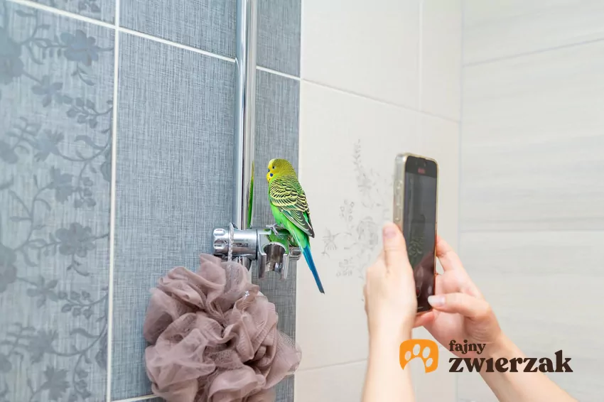 Człowiek fotografuje papugę telefonem