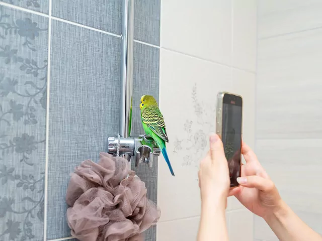 Jak fotografować papugę?