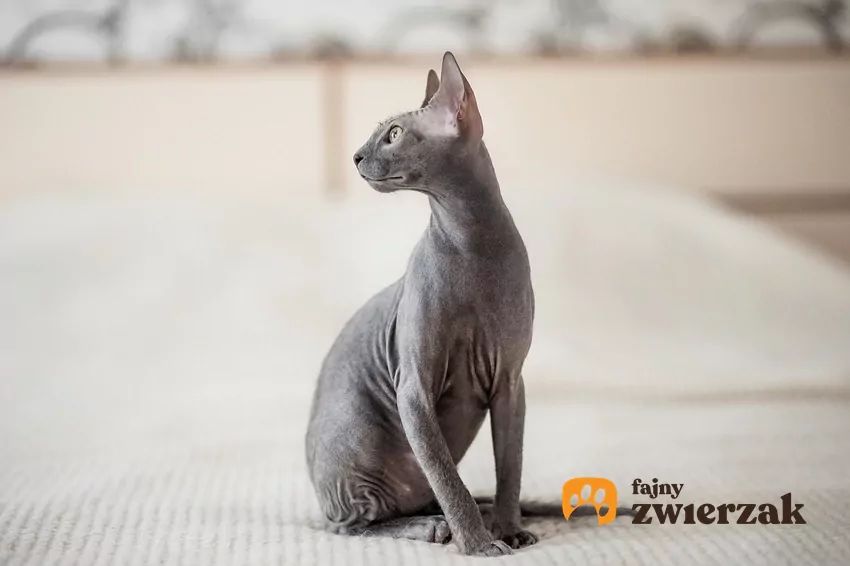 Łysy kot rasy sfinks na drodze, a także łyse koty i ich cechy