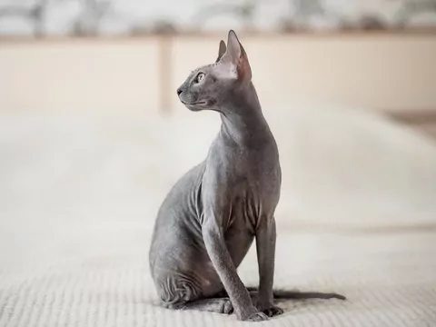 Łyse koty: jak naprawdę wyglądają