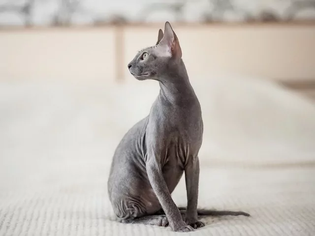 Łyse koty: jak naprawdę wyglądają