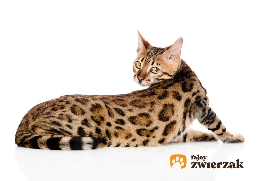 Dlaczego kot „chowa” pupę?