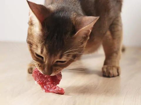 Czy koty mogą nie jeść mięsa