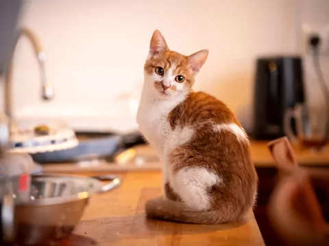 Produkty spożywcze, które są toksyczne dla kotów