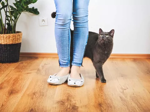 Czy koty rozumieją ludzi?