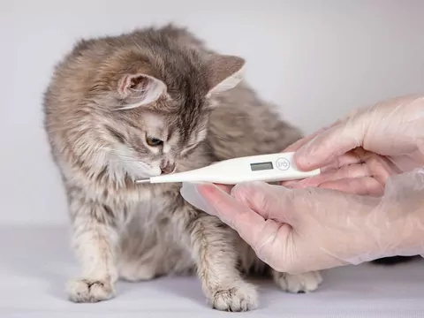 Prawidłowa temperatura kota: poradnik