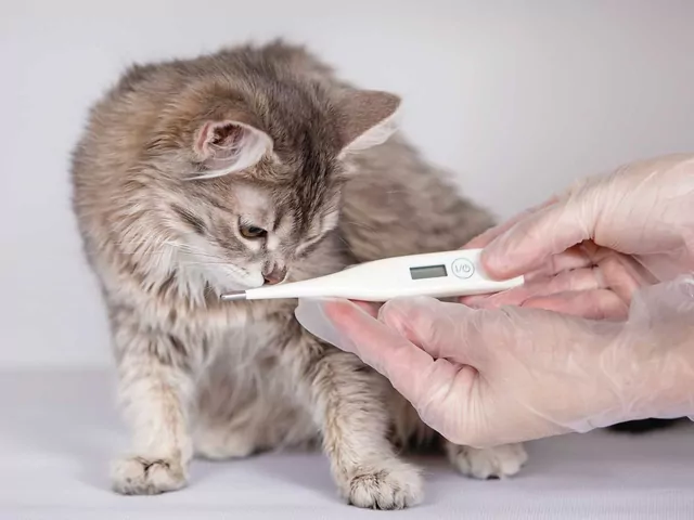 Prawidłowa temperatura kota: poradnik