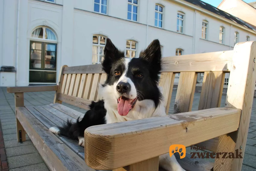 Niektóre psy z uporem liżą gładkie powierzchnie Border collie siedzi na ławce