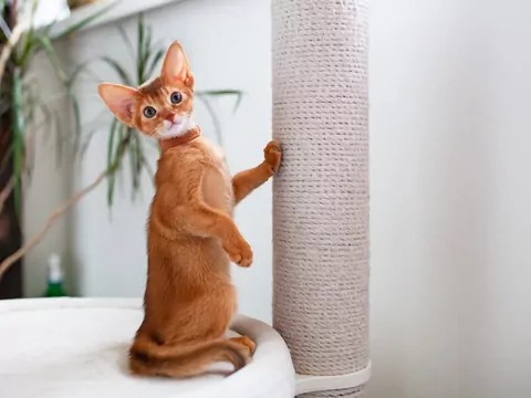 Poczucie bezpieczeństwa u kota