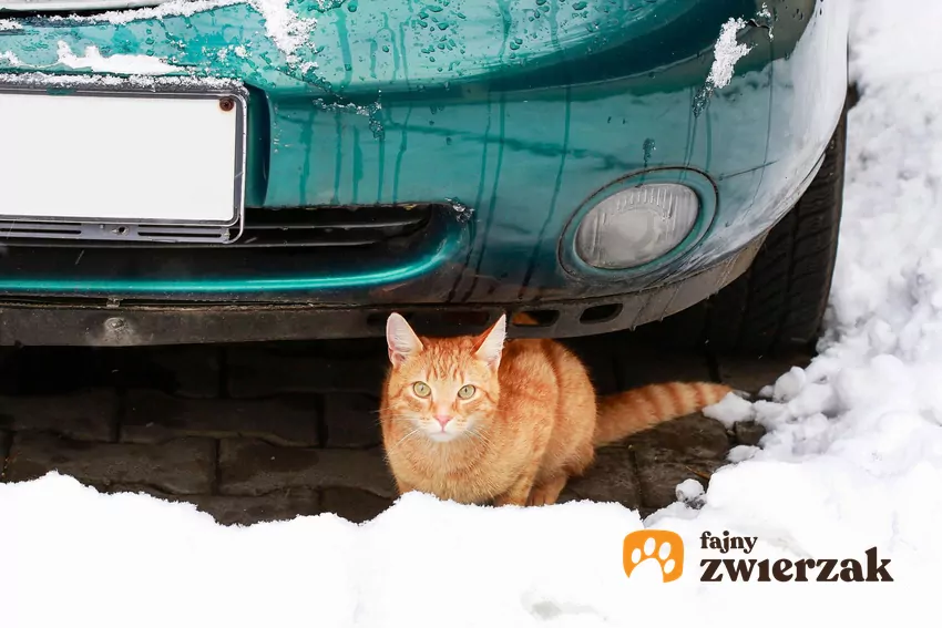 Kot przy aucie