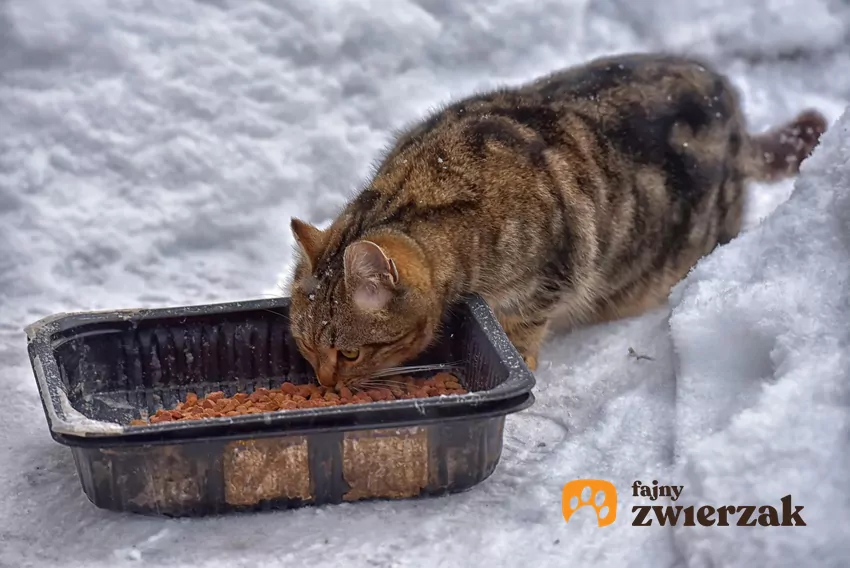 Bezdomny kot je suchą karmę