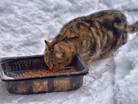 Jak wspierać bezdomne koty?