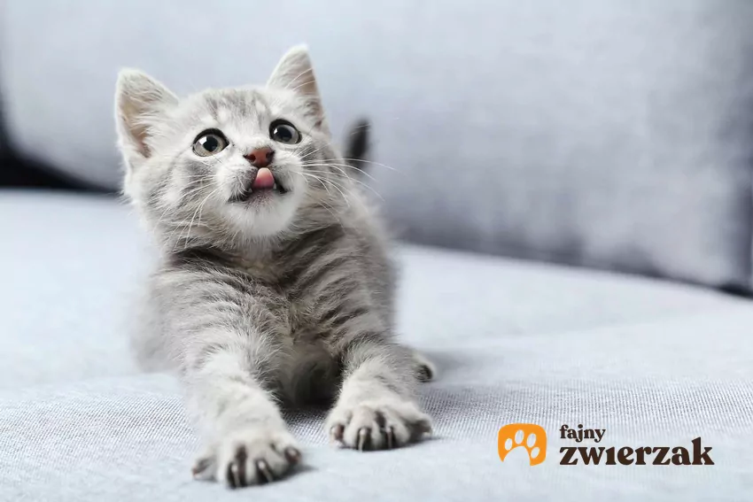 Mały szary kot siedzi na kanapie