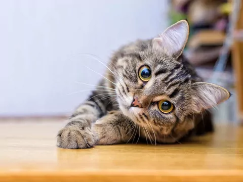 Miejsca w domu, które kot uważa za swoje królestwo