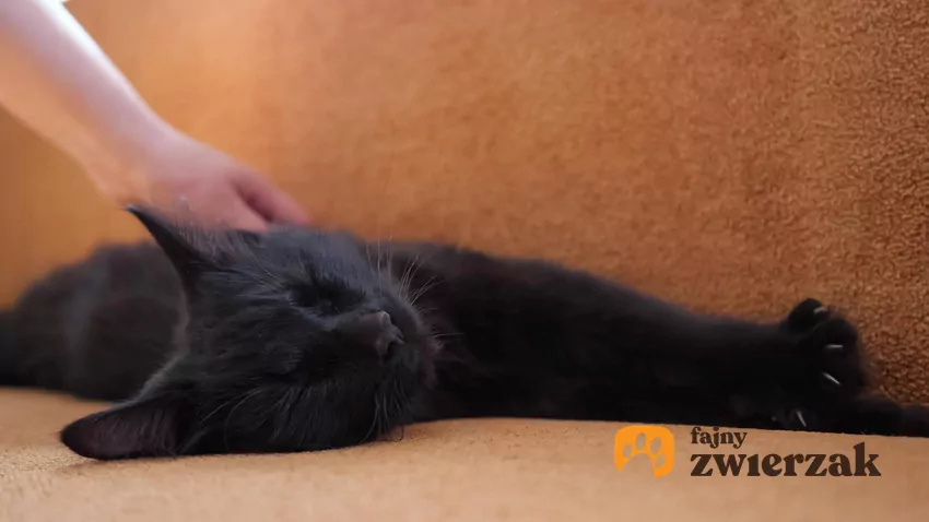 Czarny kot na kanapie