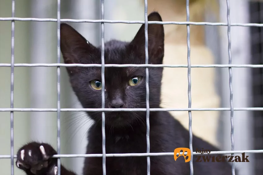 Czarny kot za kratą
