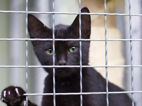 Dlaczego warto adoptować czarne koty>