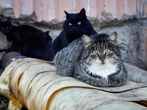 Adopcja kota wolno żyjącego