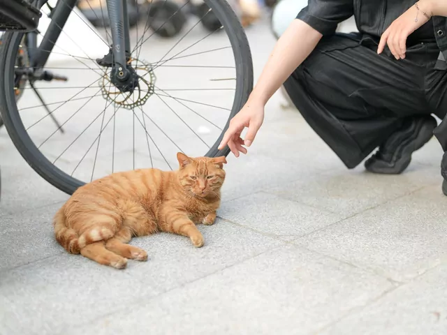 Adopcja kota wolno żyjącego