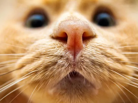 Czy koty wyczuwają chorobę u drugiego kota?