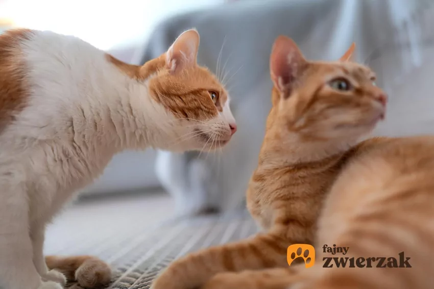 Kot wącha innego kota