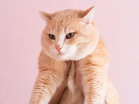 Dlaczego większość kotów nie lubi brania na ręce?