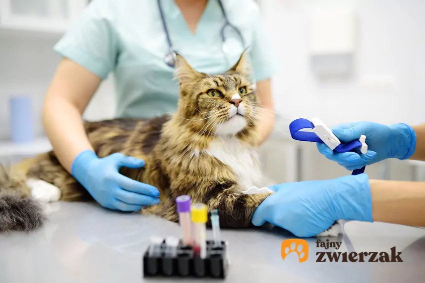 Kot na stole u weterynarza