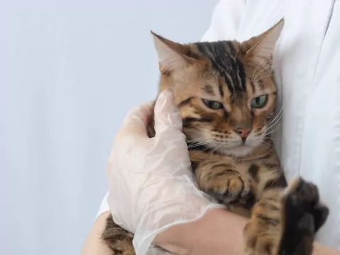 Czy koty chorują ze stresu