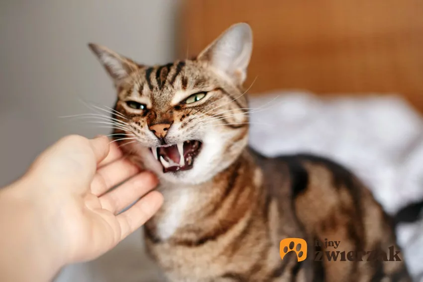 Zestresowany kot, a także czy kot może zachorować ze stresu i objawy kocich chorób ze stresu