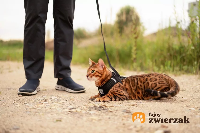 Kot bengalski na smyczy leży na piasku