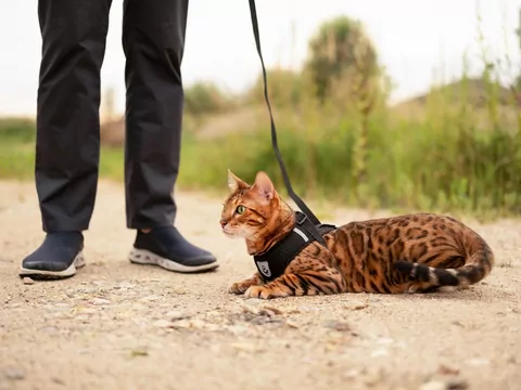 Rasy kotów, które lubią spacery