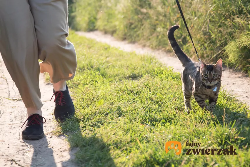 Bury kot na smyczy idzie po trawie