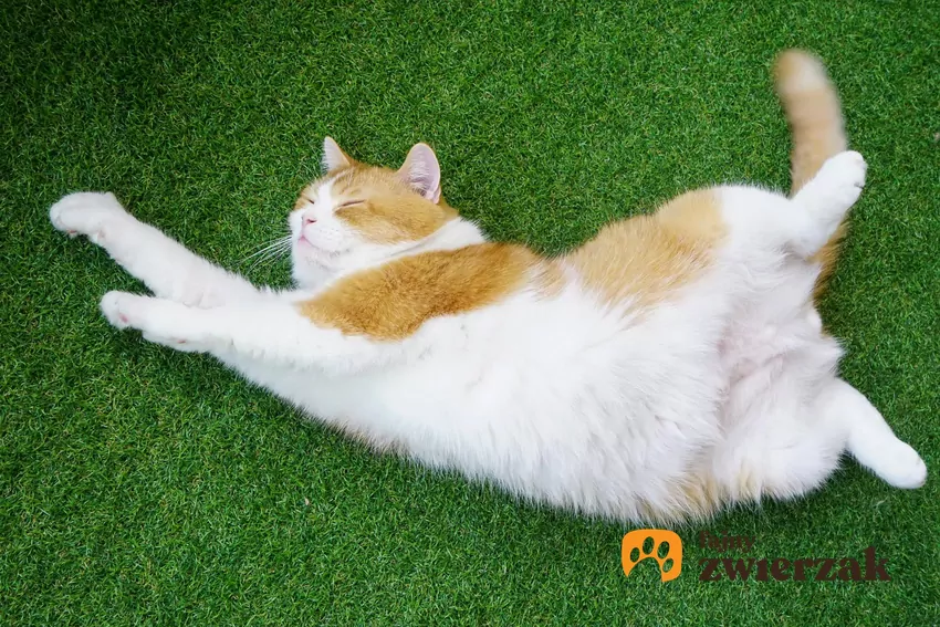 Kot leży na plecach