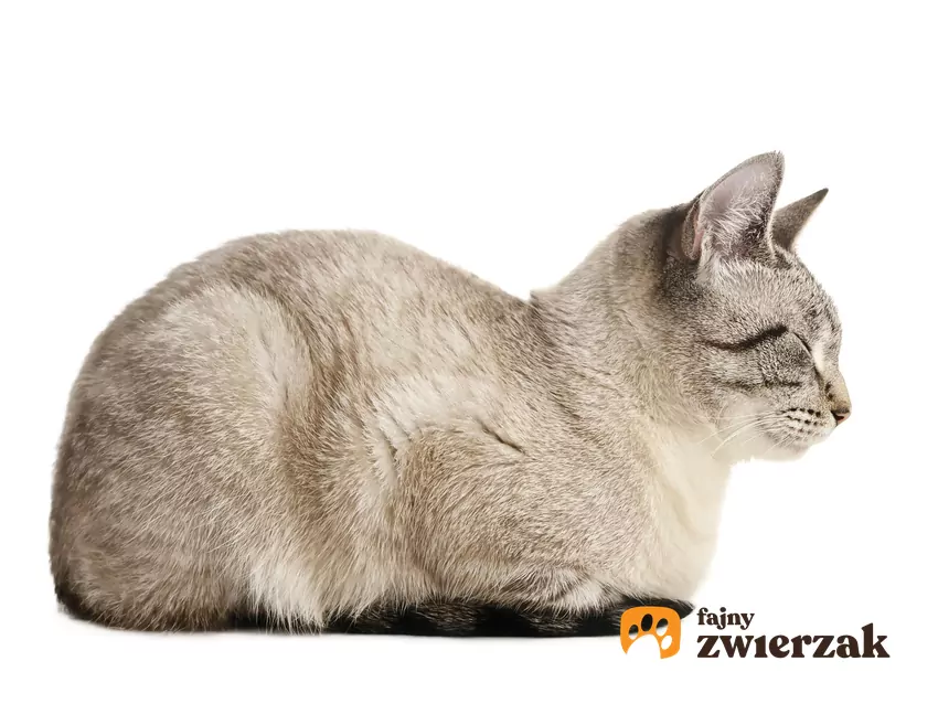 Kot leży w "pozycji chlebka"