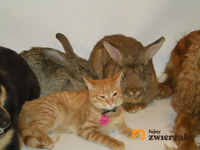 Króliki i kot siedzą obok siebie