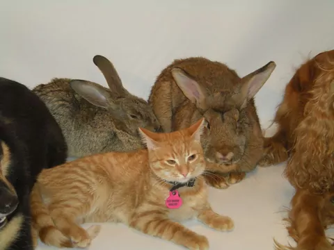 Przyjaźnie między kotami i innymi gatunkami zwierząt