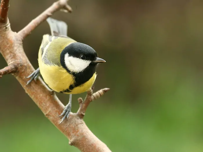 Najbardziej znane ptaki zimujące w Polsce