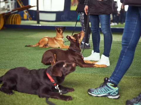 Czym zajmuje się psi behawiorysta
