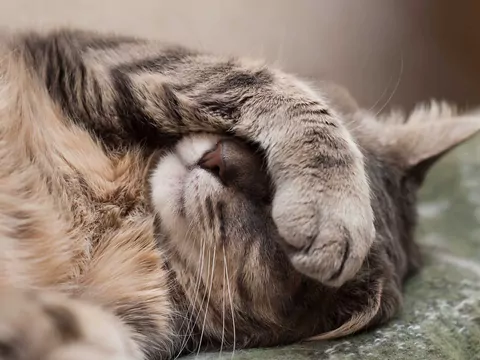 Dlaczego koty dużo śpią