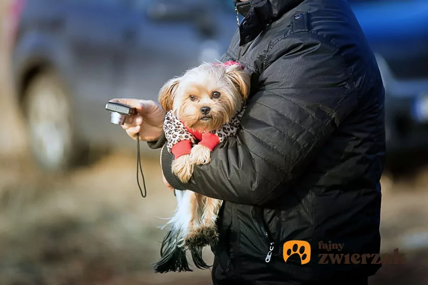 Mężczyzna trzyma na ręku psa a w jednej dłoni aparat fotograficzny