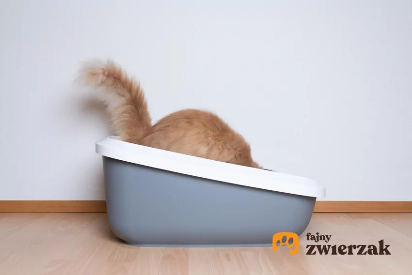 Kot "nurkuje" w kuwecie