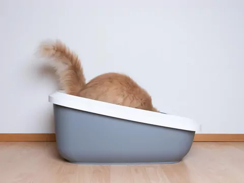 Problemy z nerkami u kota