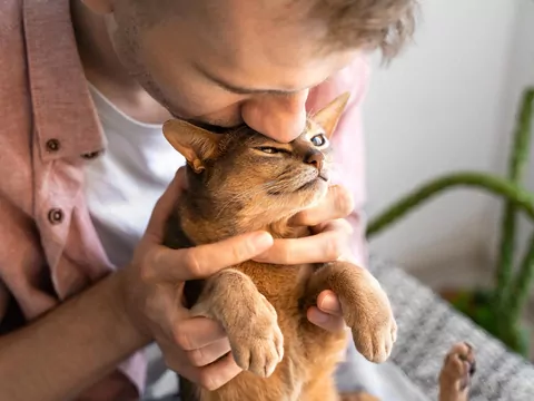 Dlaczego kot potrzebuje bliskości?