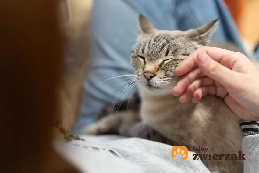 Człowiek głaszcze kota po policzku