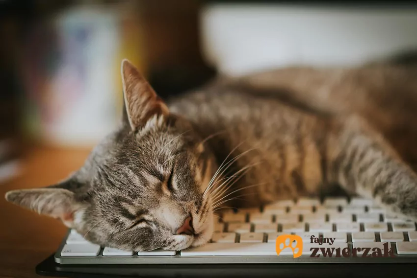 Dlaczego koty śpią w dziwnych miejscach?