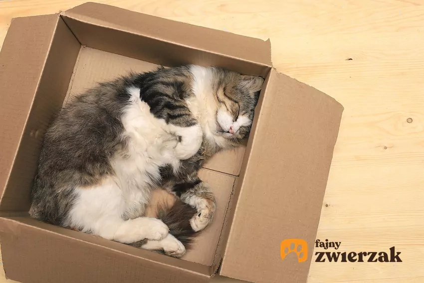 Kot śpi w pudełku
