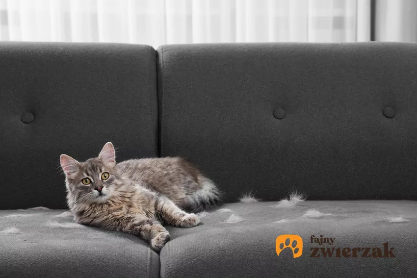 Rasy kotów, które nie gubią sierści