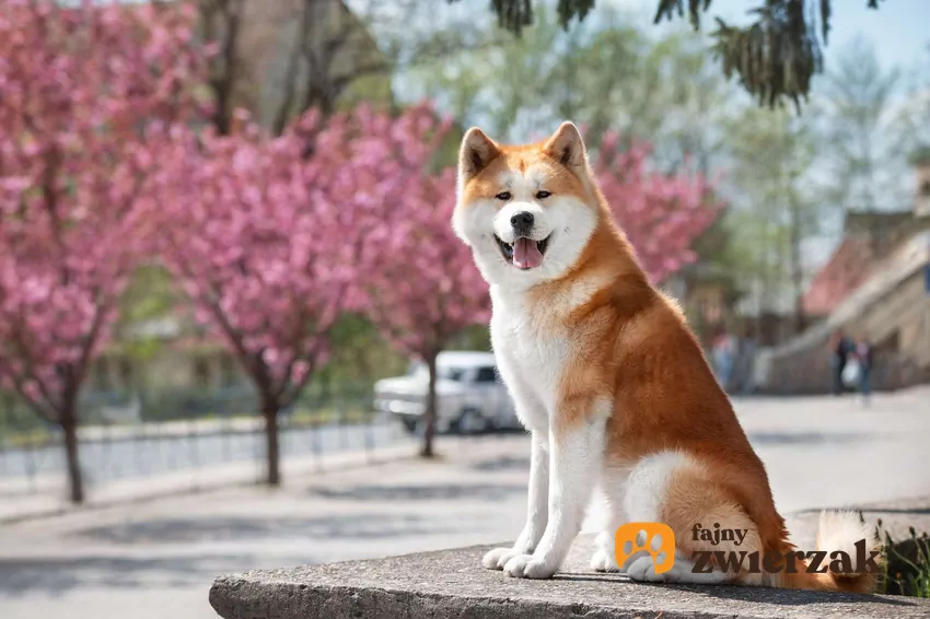 Pies rasy akita inu