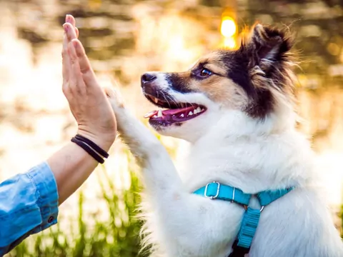 Rasy psów, które wybierają sobie jedną osobę